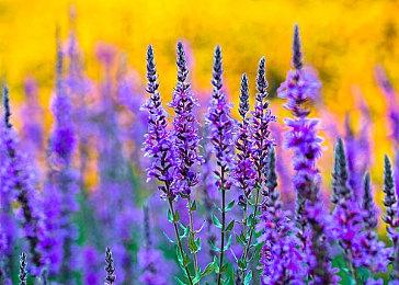 新一代冒险游戏《格雷克大冒险：阿祖尔的回忆》今日发售